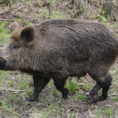 Šernas - Sus scrofa | Fotografas Gintautas Steiblys