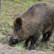 Šernas - Sus scrofa | Fotografas Gintautas Steiblys