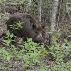 Šernas - Sus scrofa | Fotografas Gintautas Steiblys