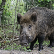 Šernas - Sus scrofa | Fotografas Gintautas Steiblys
