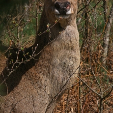 Taurusis elnias - Cervus elaphus ♀ | Fotografas Gintautas Steiblys