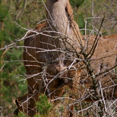 Taurusis elnias - Cervus elaphus ♀ | Fotografas Gintautas Steiblys