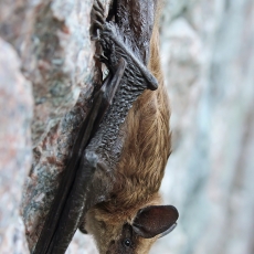 Vėlyvasis šikšnys - Eptesicus serotinus | Fotografas Gintautas Steiblys