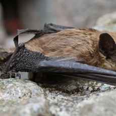 Vėlyvasis šikšnys - Eptesicus serotinus | Fotografas Gintautas Steiblys