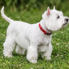 Vakarų Škotijos baltasis terjeras - West Highland White Terrier | Fotografas Gintautas Steiblys