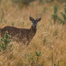 Taurusis elnias - Cervus elaphus ♂ | Fotografas Gintautas Steiblys