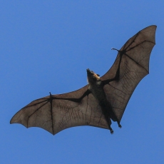 Didžioji skraidančioji lapė - Pteropus giganteus | Fotografas Gintautas Steiblys