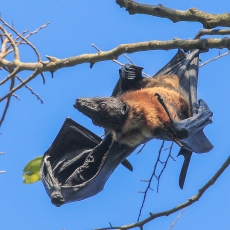 Didžioji skraidančioji lapė - Pteropus giganteus | Fotografas Gintautas Steiblys
