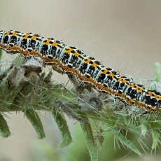 Godinė etmija - Ethmia bipunctella, vikšras | Fotografas Gintautas Steiblys
