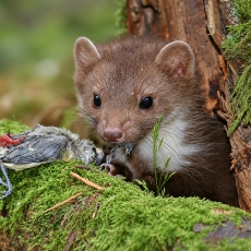 Akmeninė kiaunė - Martes foina | Fotografas Gintautas Steiblys