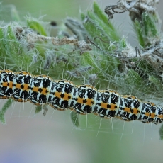Godinė etmija - Ethmia bipunctella, vikšras | Fotografas Gintautas Steiblys