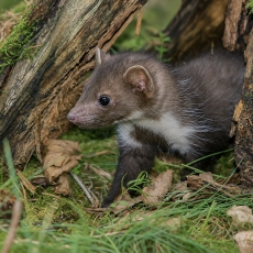 Akmeninė kiaunė - Martes foina | Fotografas Gintautas Steiblys