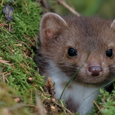 Akmeninė kiaunė - Martes foina | Fotografas Gintautas Steiblys