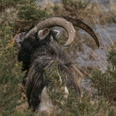 Senoji airių ožka - Capra hircus "Old Irish Goat" ♂ | Fotografas Gintautas Steiblys