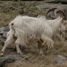Senoji airių ožka - Capra hircus "Old Irish Goat" ♂ | Fotografas Gintautas Steiblys