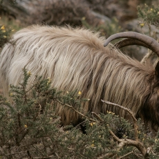 Senoji airių ožka - Capra hircus "Old Irish Goat" ♂ | Fotografas Gintautas Steiblys