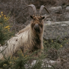 Senoji airių ožka - Capra hircus "Old Irish Goat" ♂ | Fotografas Gintautas Steiblys