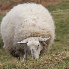 Naminė avis - Ovis aries | Fotografas Gintautas Steiblys