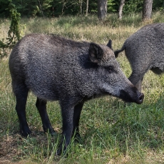 Šernai - Sus scrofa | Fotografas Gintautas Steiblys