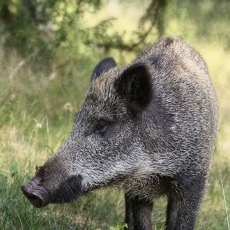 Šernas - Sus scrofa | Fotografas Gintautas Steiblys