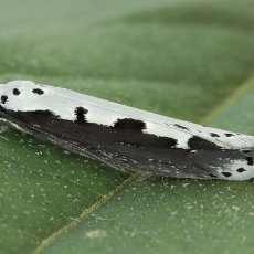 Godinė etmija - Ethmia bipunctella | Fotografas Gintautas Steiblys