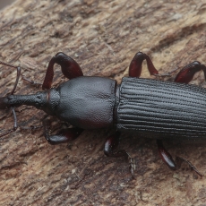 Straubliukas - Rhopalomesites persimilis | Fotografas Gintautas Steiblys