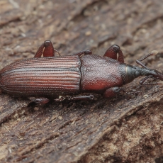 Straubliukas - Rhopalomesites persimilis | Fotografas Gintautas Steiblys