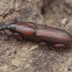 Straubliukas - Rhopalomesites persimilis | Fotografas Gintautas Steiblys