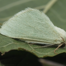 Žaliasprindis - Microloxia simonyi | Fotografas Gintautas Steiblys