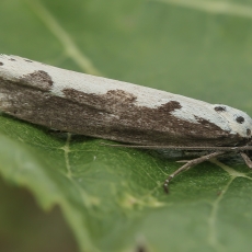 Godinė etmija - Ethmia bipunctella | Fotografas Gintautas Steiblys