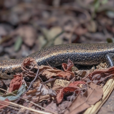 Lagomerinis scinkas - Chalcides coeruleopunctatus | Fotografas Gintautas Steiblys