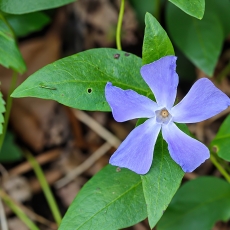 Didžioji žiemė - Vinca major | Fotografas Gintautas Steiblys