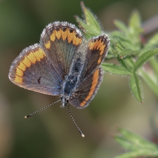 Pietinis geltontaškis melsvys - Aricia cramera | Fotografas Gintautas Steiblys