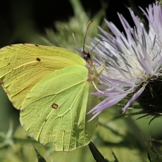 Lagomerinis citrinukas - Gonepteryx eversi ♂ | Fotografas Gintautas Steiblys
