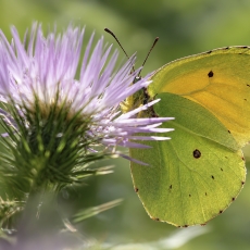 Lagomerinis citrinukas - Gonepteryx eversi ♂ | Fotografas Gintautas Steiblys