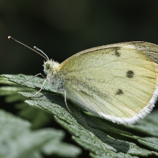 Ropinis baltukas - Pieris rapae | Fotografas Gintautas Steiblys
