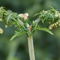 Didžialapis šakys - Pteridium aquilinum | Fotografas Gintautas Steiblys