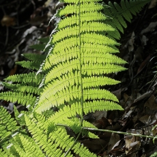 Papartis - Dryopteris oligodonta | Fotografas Gintautas Steiblys