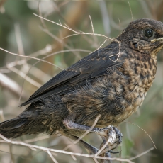 Juodasis strazdas - Turdus merula, juv. | Fotografas Gintautas Steiblys