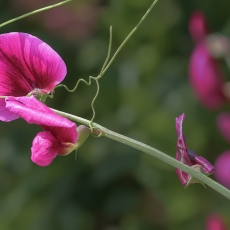 Raudonasis pelėžirnis - Lathyrus tingitanus | Fotografas Gintautas Steiblys