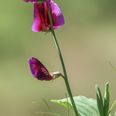 Raudonasis pelėžirnis - Lathyrus tingitanus | Fotografas Gintautas Steiblys