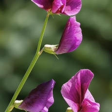 Raudonasis pelėžirnis - Lathyrus tingitanus | Fotografas Gintautas Steiblys