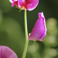 Raudonasis pelėžirnis - Lathyrus tingitanus | Fotografas Gintautas Steiblys