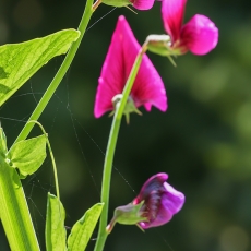 Raudonasis pelėžirnis - Lathyrus tingitanus | Fotografas Gintautas Steiblys