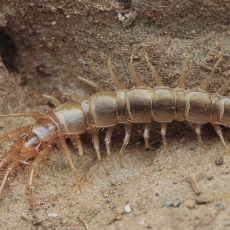 Daržinė akmenlindė - Lithobius melanops | Fotografas Gintautas Steiblys