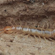 Daržinė akmenlindė - Lithobius melanops | Fotografas Gintautas Steiblys