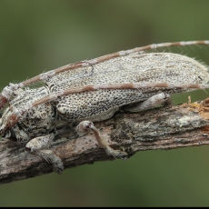 Ūsuotis - Deroplia albida | Fotografas Gintautas Steiblys