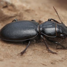 Žygis - Broscus crassimargo | Fotografas Gintautas Steiblys