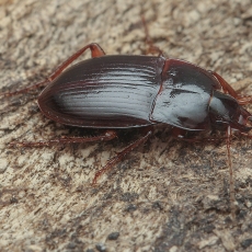 Žygis - Paraeutrichopus pecoudi | Fotografas Gintautas Steiblys
