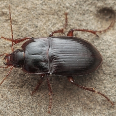 Žygis - Paraeutrichopus pecoudi | Fotografas Gintautas Steiblys